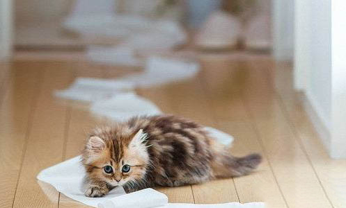 猫的腮腺是哪个部位的