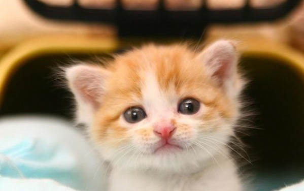 猫咪身上出现血迹但没有发现伤口的原因及处理方法
