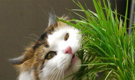 如何引导猫咪使用猫砂