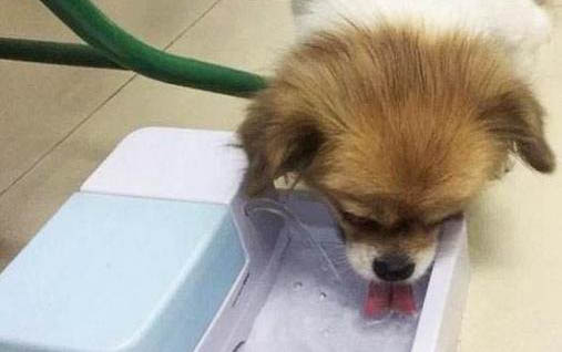 老狗得了疝气
