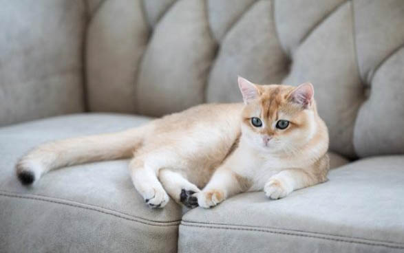 小猫咪为什么身体发抖呢