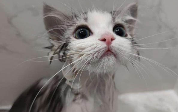 小猫咪拉肚子了怎么办呢