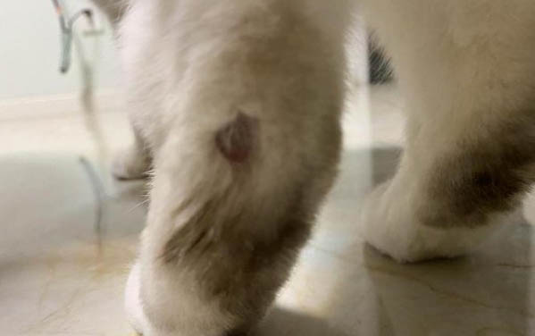 猫一周可以吃多少次鸡心