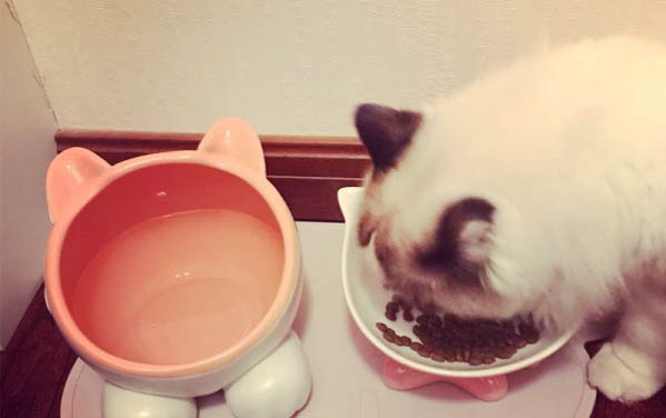 猫羊水破了多久生小猫