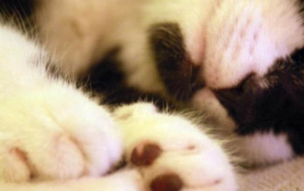 猫咪什么情况会出现应激反应