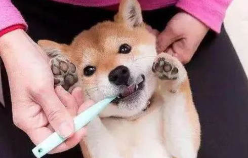 狗狗患乳房炎后怎么办
