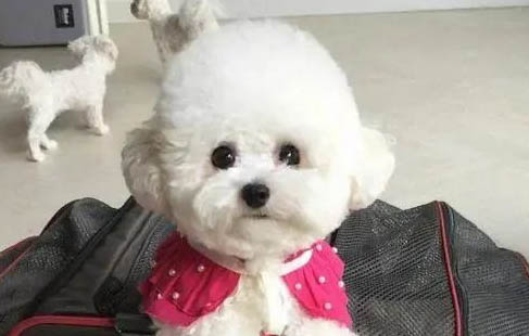 狗来例假几天能完事,家养狗来例假应注意什么