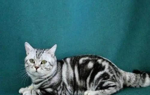 美国短毛猫和中华狸花猫的区别
