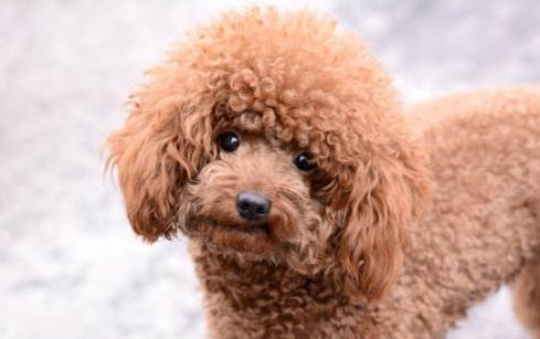 卷毛寻回犬眼睛红血丝的原因及处理方法