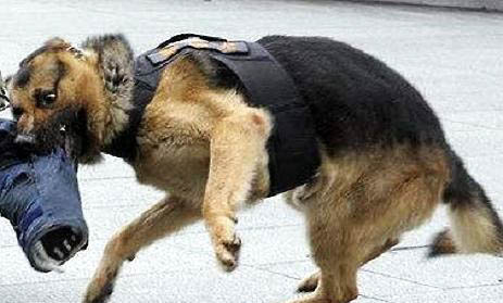 怎么领养警犬