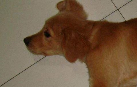 金毛犬训练教程