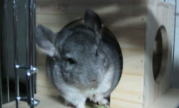 龙猫怎么正确饲养