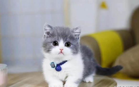 小猫老是叫唤,如何处理?