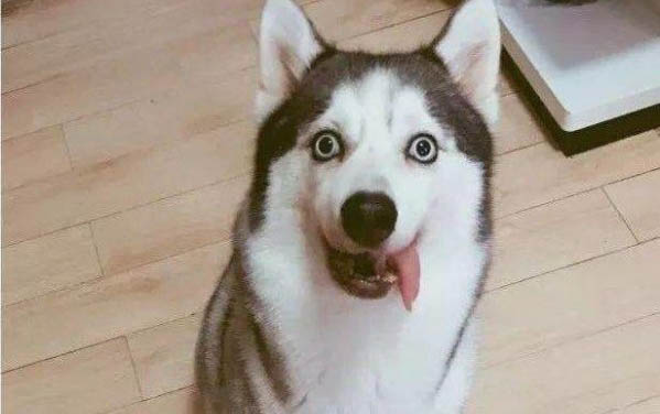 狗狗眼睛有层膜是什么