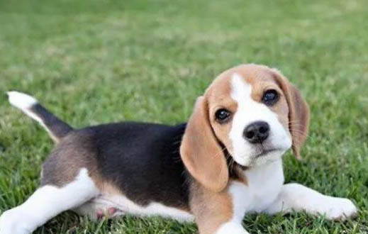 比格犬认主人的表现