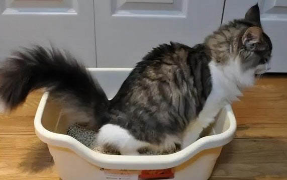 两个月大的小猫能吃虾仁吗