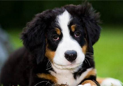 伯恩山犬为什么禁养