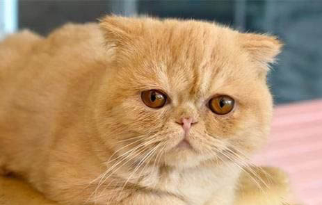 宠物猫可以用沐浴露洗澡吗