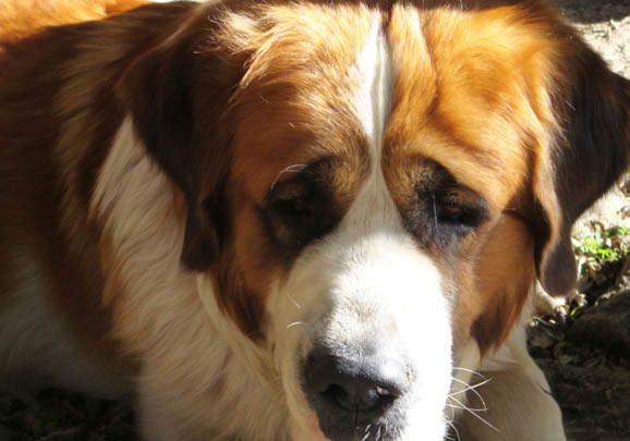 圣伯纳犬价格多少钱一只