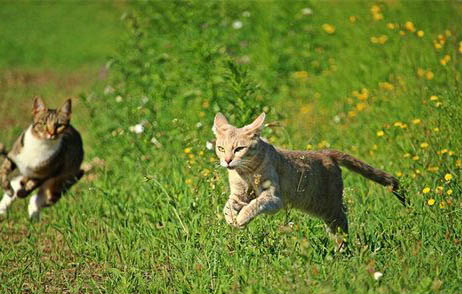 如何预防猫尿道堵塞