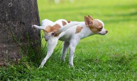 布列塔尼犬怎么判断生病了