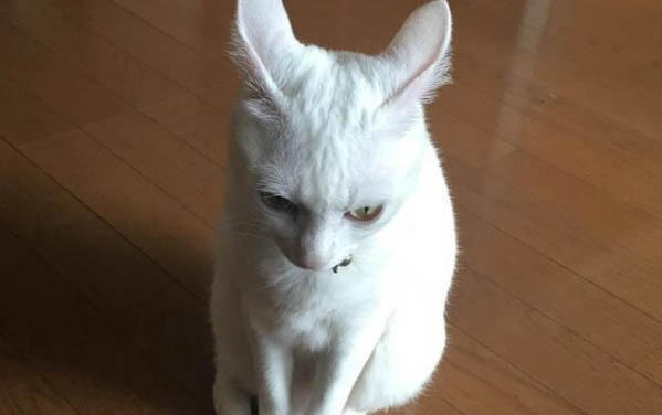 卫仕营养膏几个月的小猫可以吃