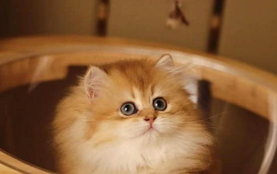 如何彻底清理房间的猫毛?