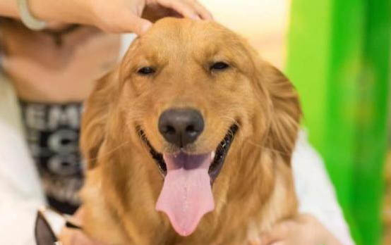 狗粮一天喂多少g合适