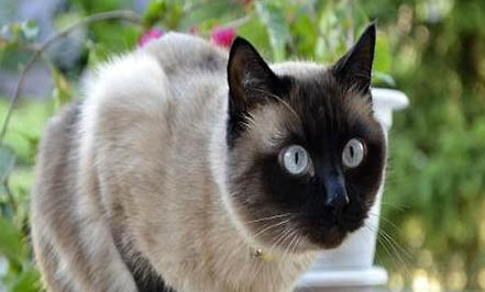 暹罗斗鱼多少钱