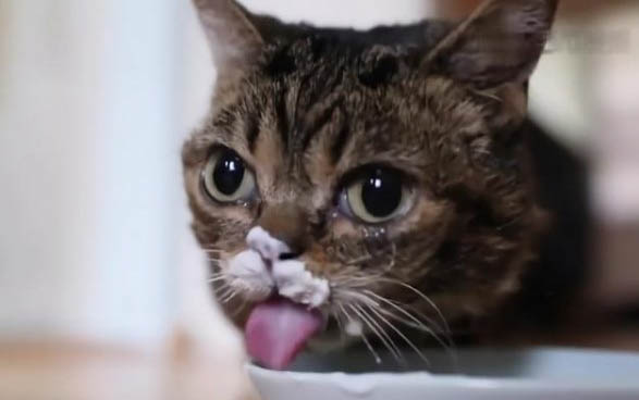 小猫为什么会呼噜呢