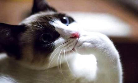 不出门的猫有必要打猫三联吗