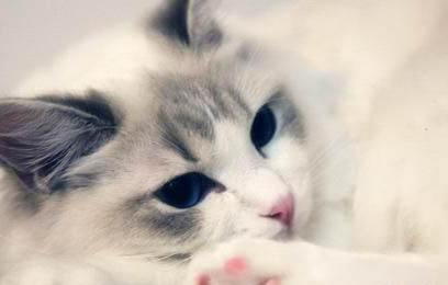 猫的爪子肉垫烂了怎么回事儿