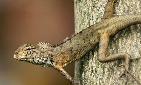 变色龙可以饲养在中国吗