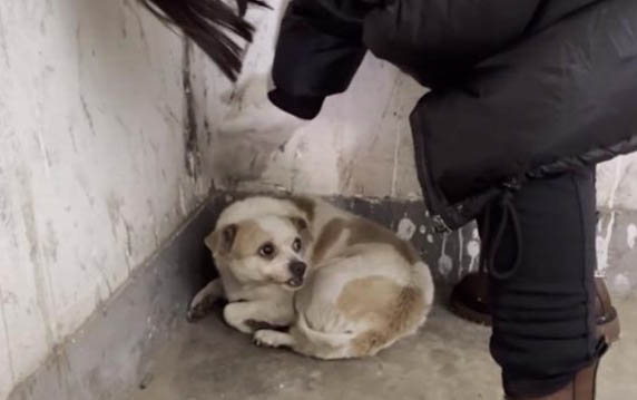狗狗螨虫皮肤病用什么药效果好