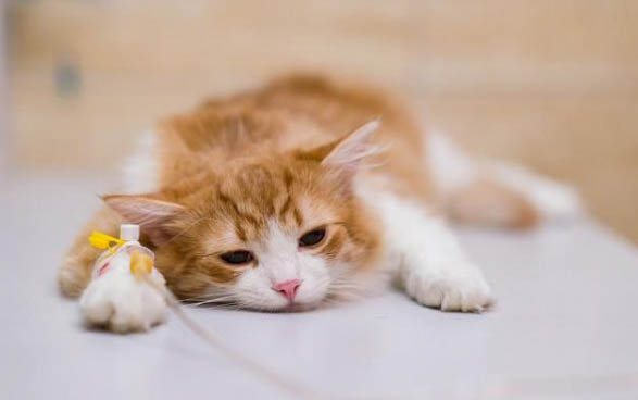 猫咪吐了还拉稀怎么办