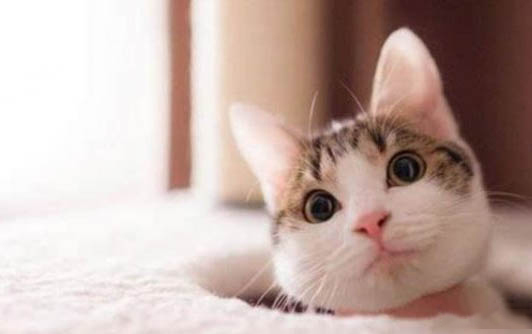 猫咪胰腺炎吃什么猫粮