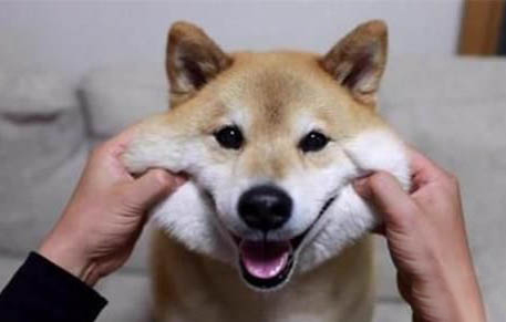 柴犬一般多少钱一只