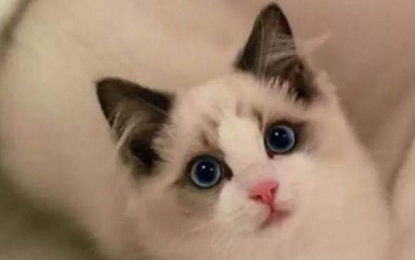 布偶猫感冒咳嗽怎么治疗好