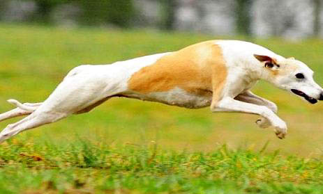 如何饲养惠比特犬