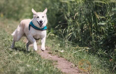 狗狗红薯吃多了的危害有哪些