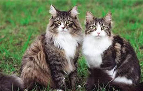 猫咪第一针疫苗一般什么时候打