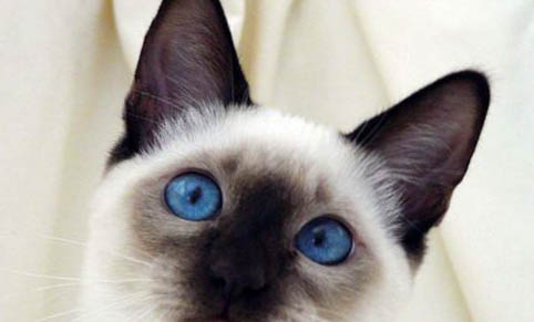 猫砂可以冲厕所吗