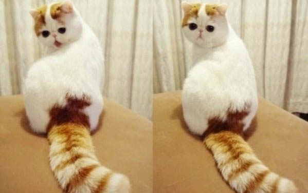 猫咪一般几月份发春