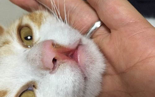 猫多大可以配种生小猫