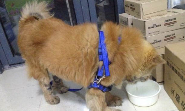 狗狗吃洋葱会怎样
