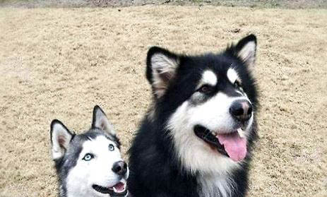 阿拉斯加犬性格