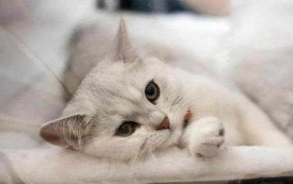 给猫剪指甲剪出血了怎么办啊