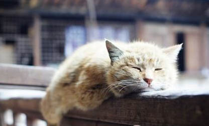 猫鼻支怎么治疗得多少钱