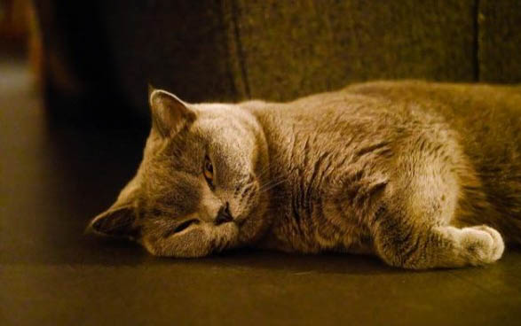 小猫能不能喝纯牛奶