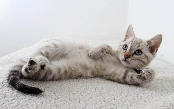 猫咪为什么会突然很臭